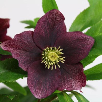 Helleborus x hybridus 'Viv Victoria' Hunyor