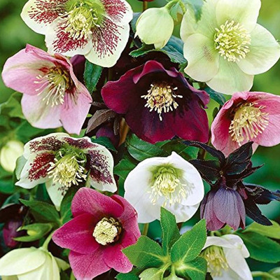 Helleborus mix Hunyor fajták