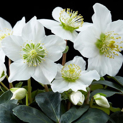 Helleborus niger 'Christmas Carol' Fekete hunyor