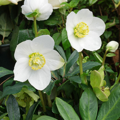 Helleborus niger 'Mont Blanc' Fekete hunyor