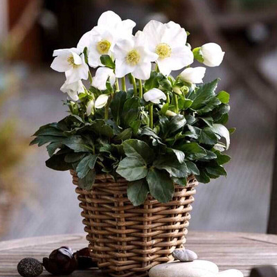 Helleborus niger Fekete hunyor