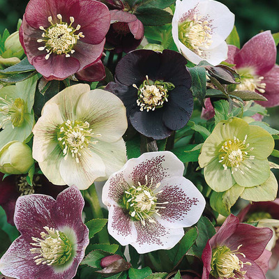 Helleborus orientalis mix Keleti hunyor