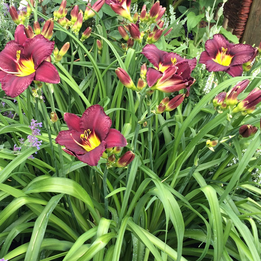 S&aacute;sliliom Hemerocallis 'Bela Lugosi'