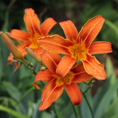 Hemerocallis fulva S&aacute;sliliom