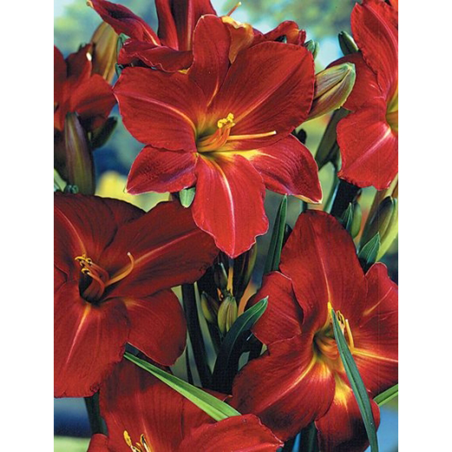 Hemerocallis 'Galena Holiday' S&aacute;sliliom