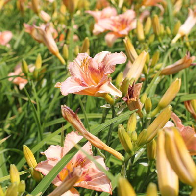 Hemerocallis 'Longfield's Kitten' Sásliliom