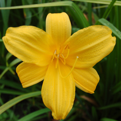 Hemerocallis 'Maik&ouml;nigin' S&aacute;sliliom
