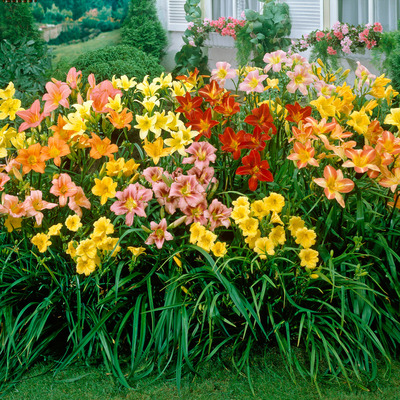 Hemerocallis mix S&aacute;sliliom fajt&aacute;k