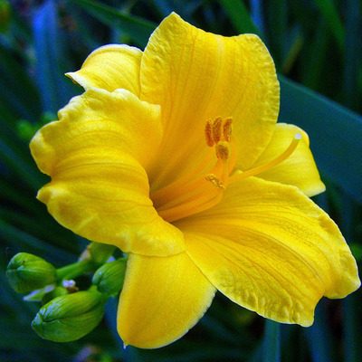 Hemerocallis 'Stella d'Oro' Sásliliom