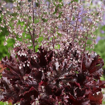 Heuchera 'Melting Fire' Tűzeső