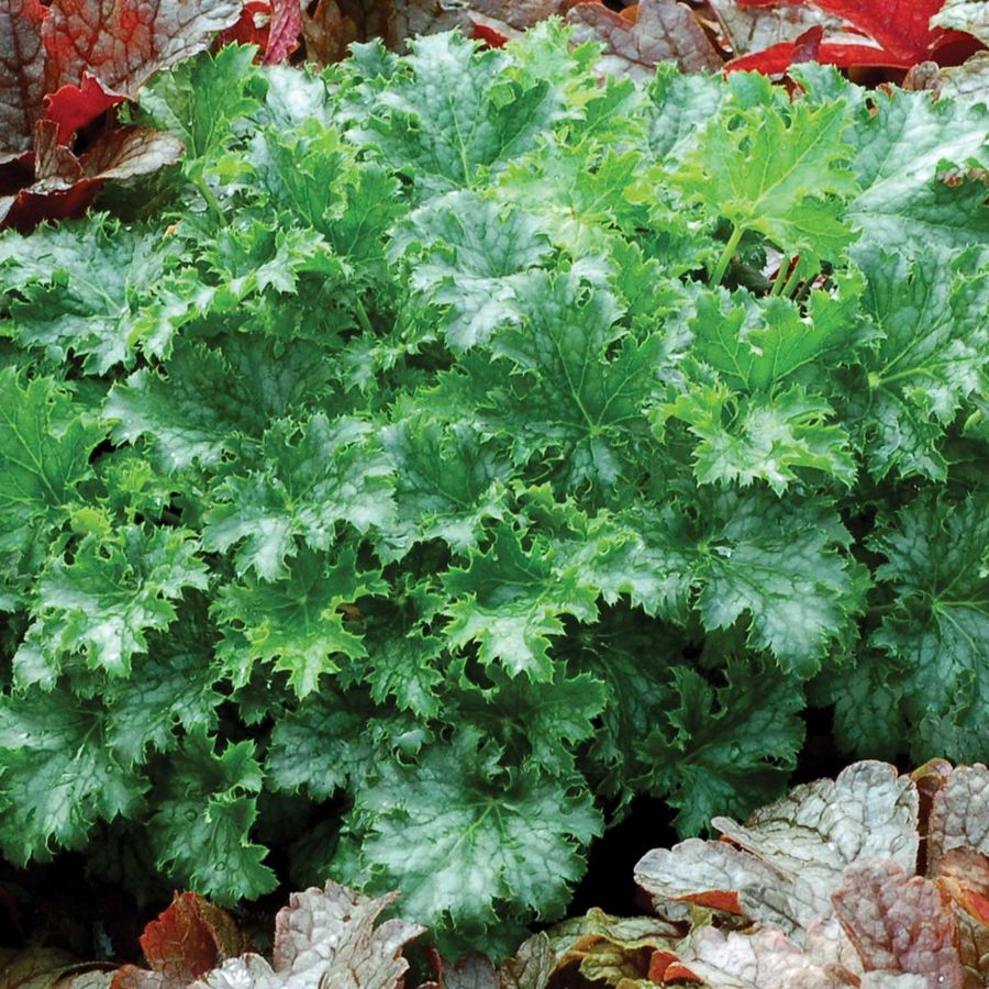 Heuchera 'Apple Crisp' Tűzeső
