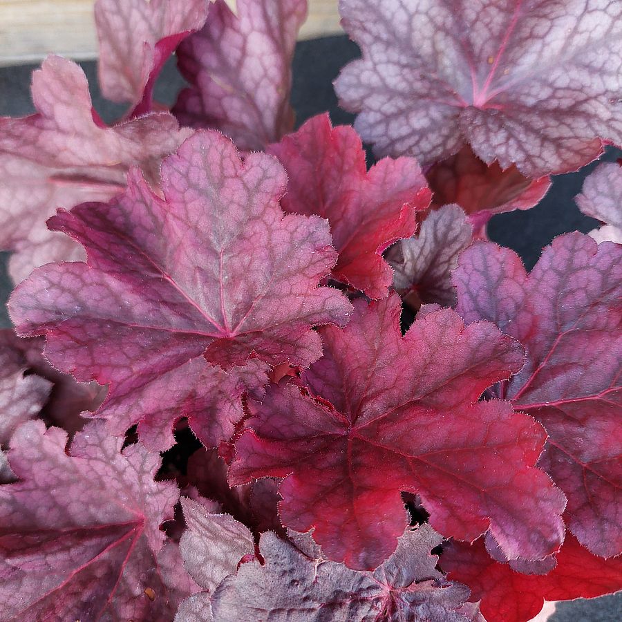 Heuchera 'Beautiful Dancer' Tűzeső