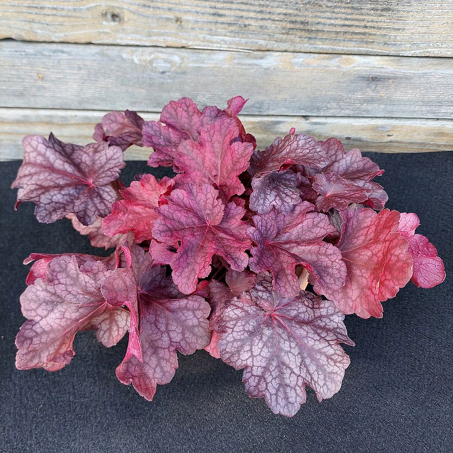 Tűzeső Heuchera 'Beautiful Dancer'