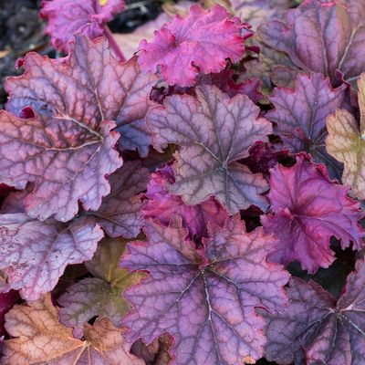 Heuchera 'Berry Smoothie' Tűzeső