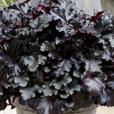 Heuchera 'Black Pearl' Tűzeső