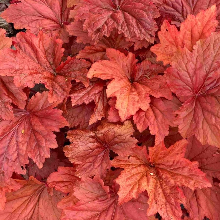 Heuchera 'Bloody Dinosaur' Tűzeső