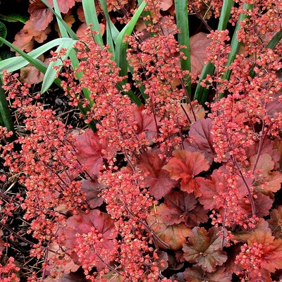 Heuchera 'Cherry Cola' Tűzeső