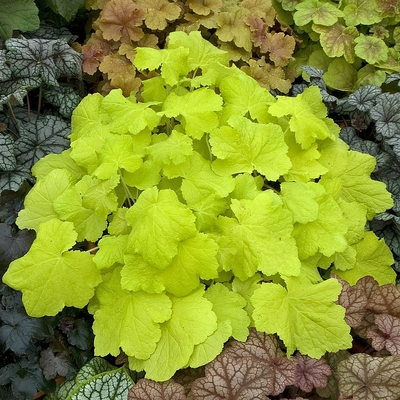 Heuchera 'Citronelle' Tűzeső