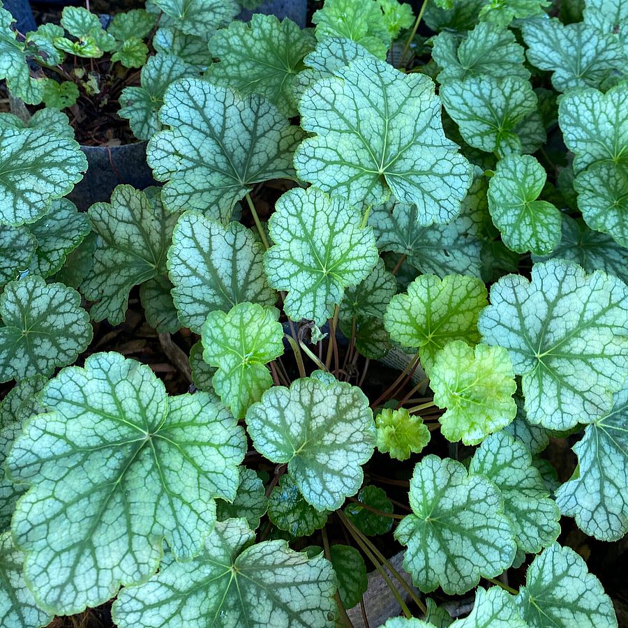 Heuchera 'Dale's Strain' Tűzeső