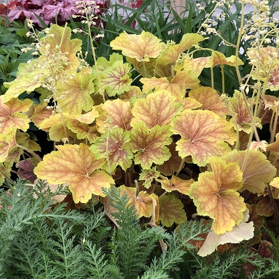 Heuchera 'Delta Dawn' Tűzeső