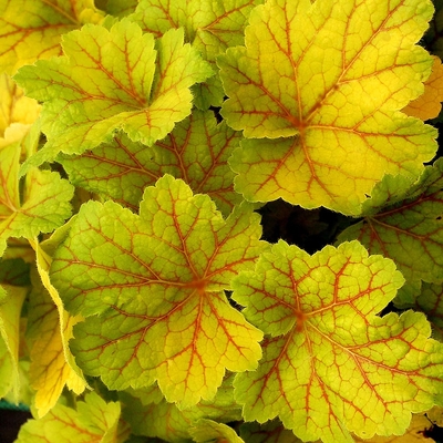 Heuchera 'Electra' Tűzeső