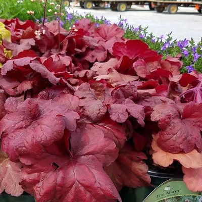 Heuchera 'Fire Alarm' Tűzeső