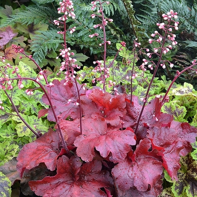 Heuchera Fire Chief Tűzeső