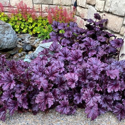 Heuchera 'Forever Purple' Tűzeső