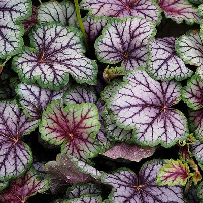 Heuchera 'Green Spice' Tűzeső