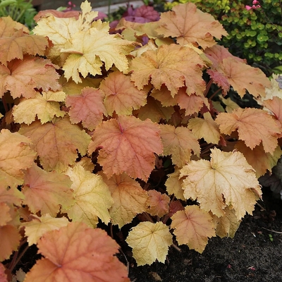 Heuchera 'Kassandra' Tűzeső