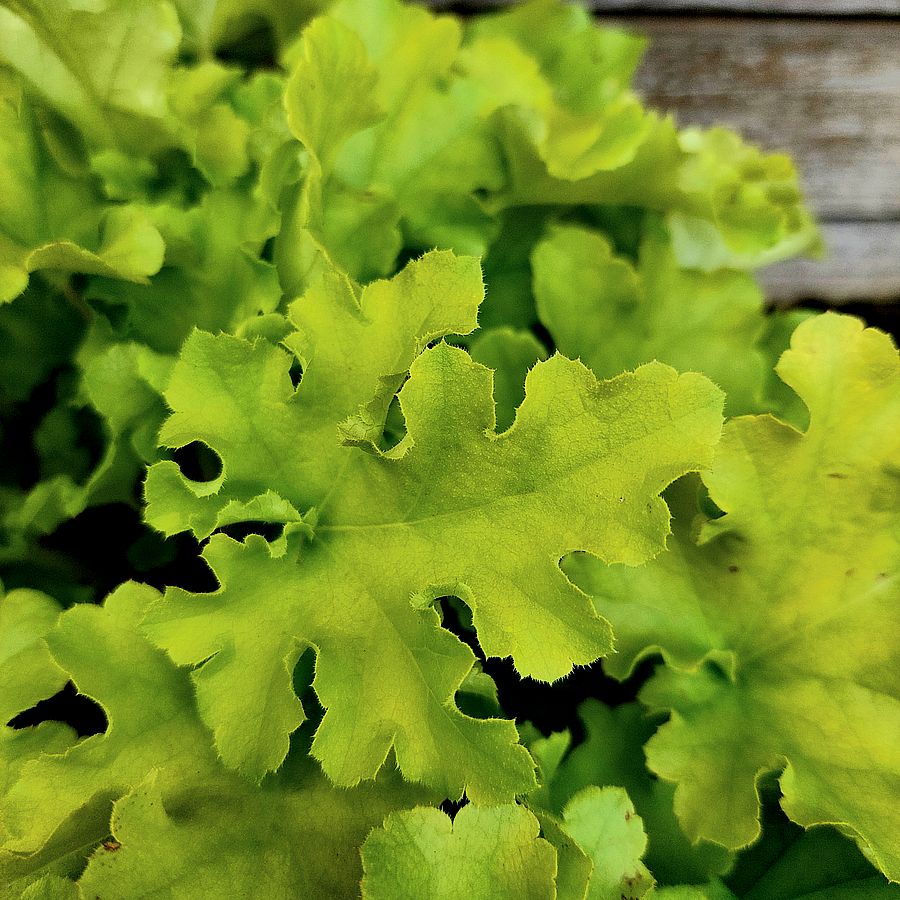 Tűzeső Heuchera 'Lime Marmalade'