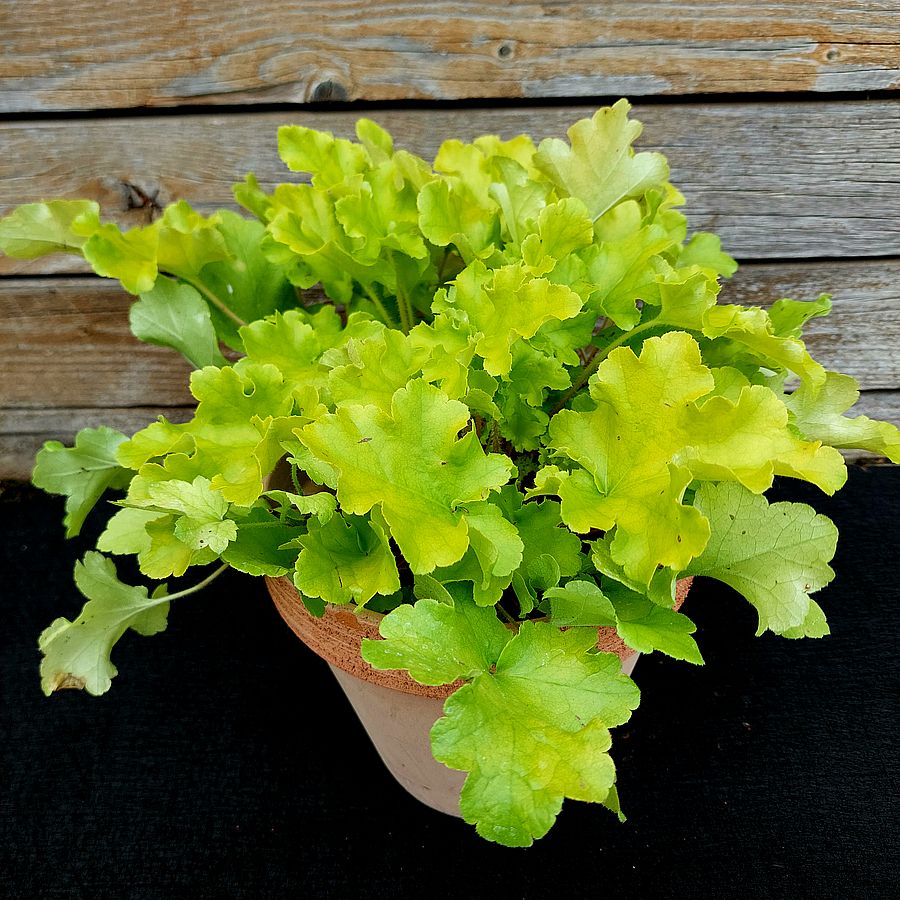 Tűzeső Heuchera 'Lime Marmalade'