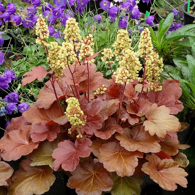 Heuchera 'Little Cuties Blondie' Tűzeső