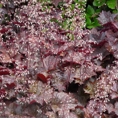 Heuchera micrantha 'Palace Purple' Tűzeső