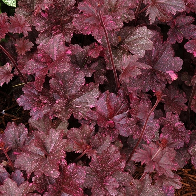 Heuchera 'Midnight Rose' Tűzeső