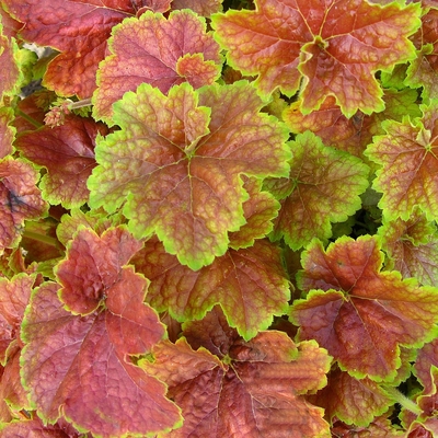 Heuchera 'Miracle' Tűzeső