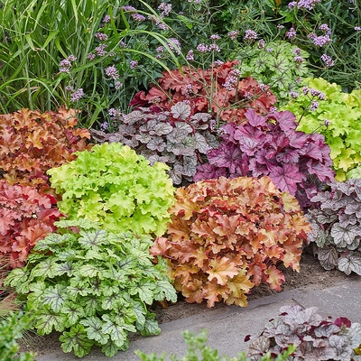 Heuchera mix Tűzeső fajták