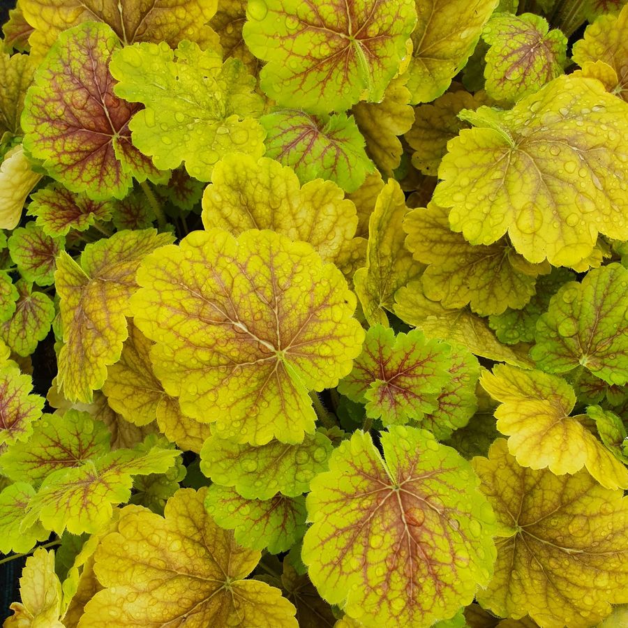 Heuchera 'Northern Exposure Sienna' Tűzeső