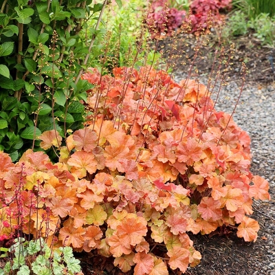 Heuchera 'Northern Exposure Amber' Tűzeső