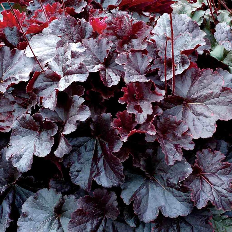 Heuchera 'Northern Exposure Black' Tűzeső