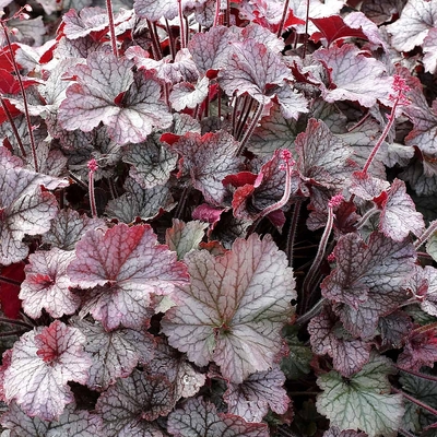 Heuchera 'Northern Exposure Silver' Tűzeső