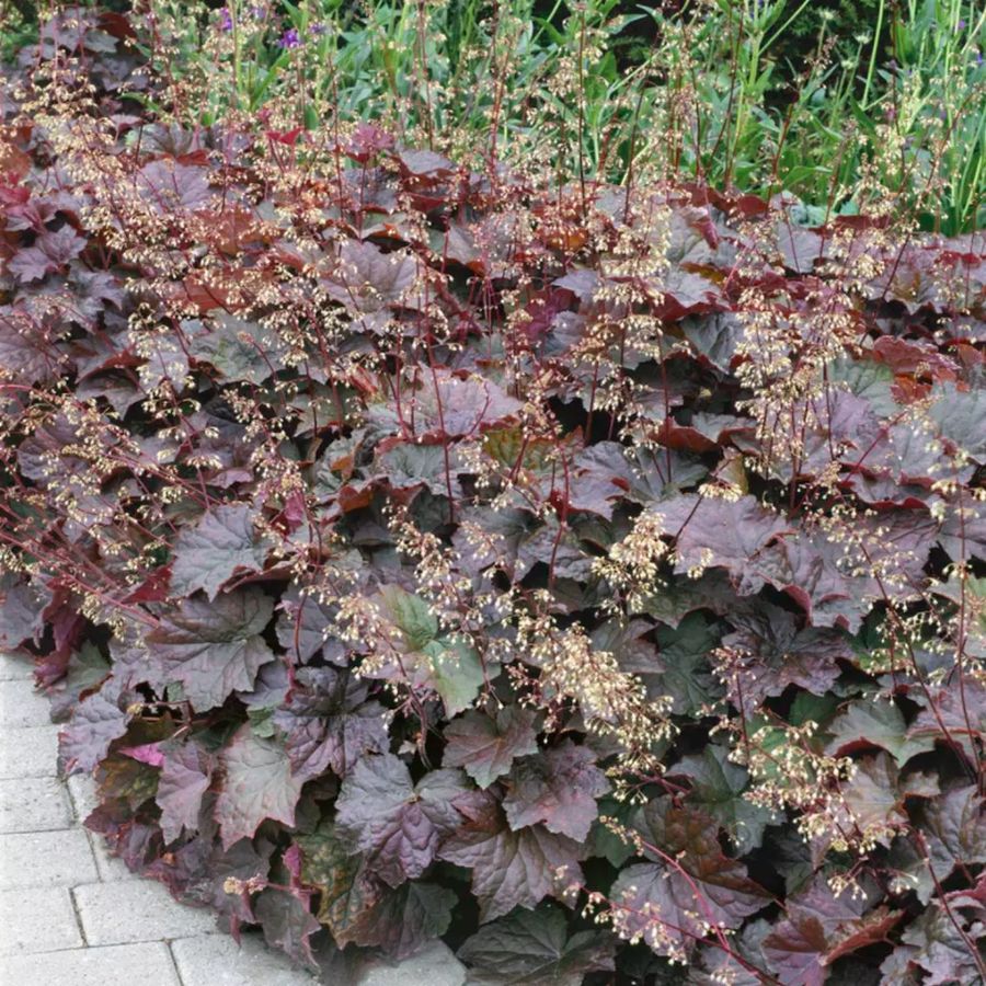 Heuchera micrantha 'Palace Purple' Tűzeső