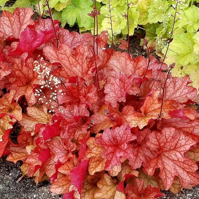 Heuchera 'Paprika' Tűzeső