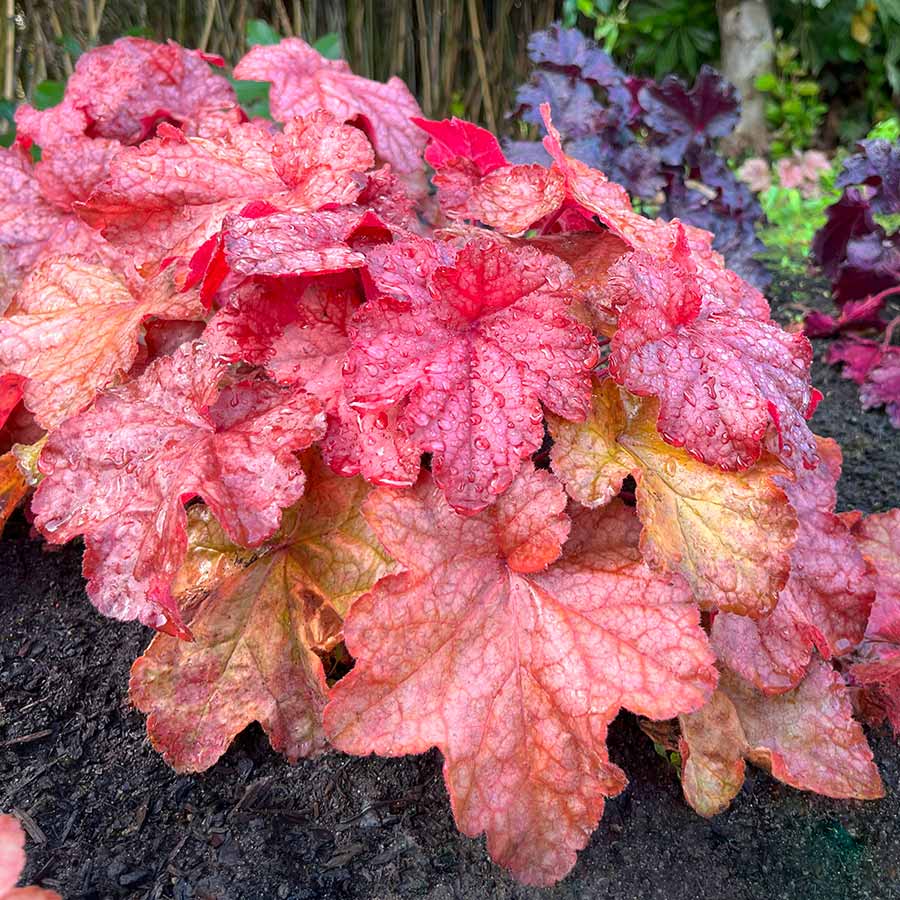 Heuchera 'Peach Smoothie' Tűzeső