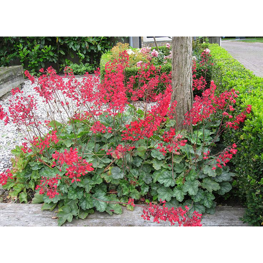 Heuchera sanguinea 'Leuchtkäfer' Tűzeső