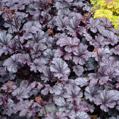 Heuchera 'Shanghai' Tűzeső