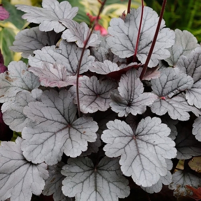 Heuchera 'Silver Gumdrop' Tűzeső