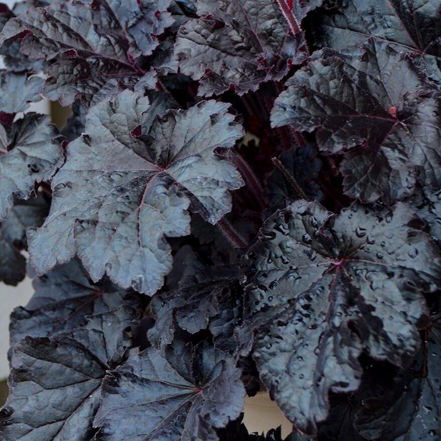 Heuchera 'Timeless Night' Tűzeső