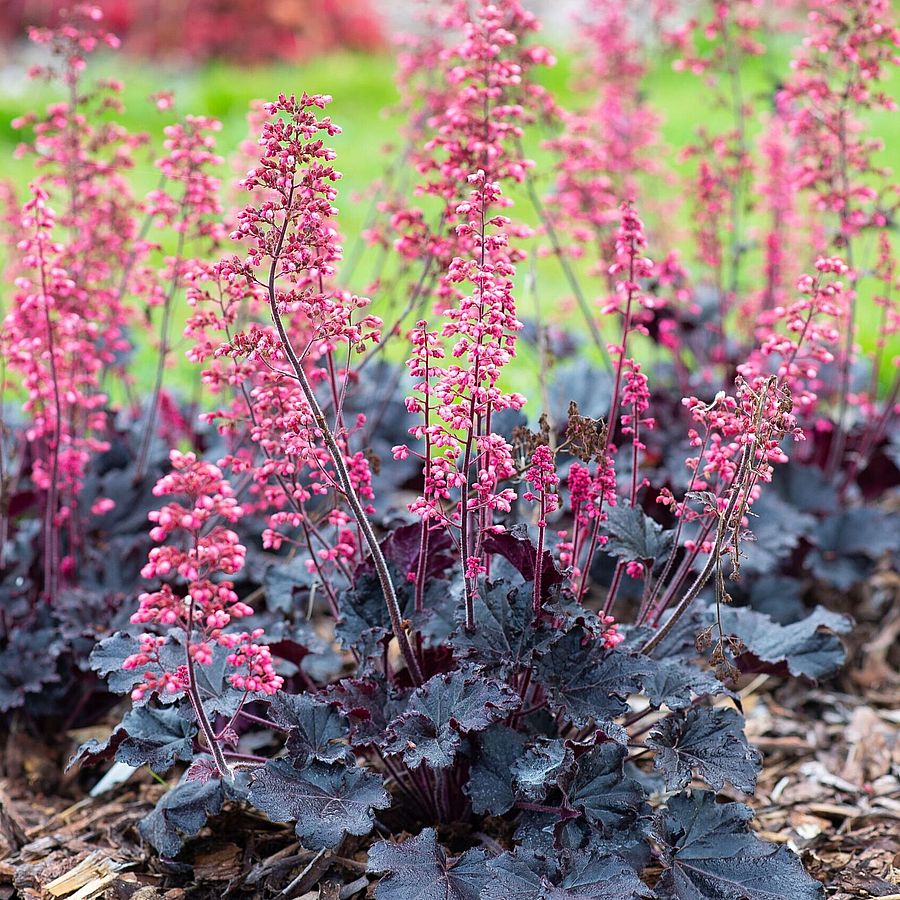 Tűzeső Heuchera 'Timeless Night'