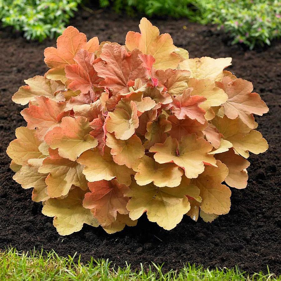 Heuchera 'Timeless Orange' Tűzeső